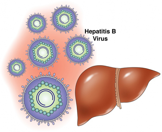 Karacier Hepatit B